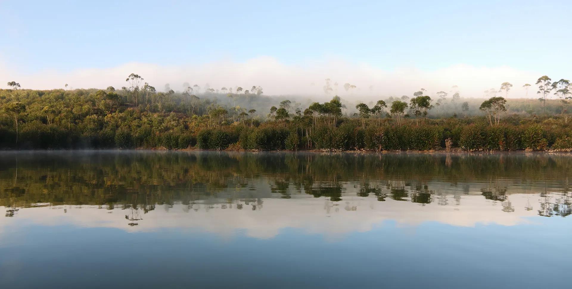 Forêt d'eucalyptus se reflétant sur l'eau du lac