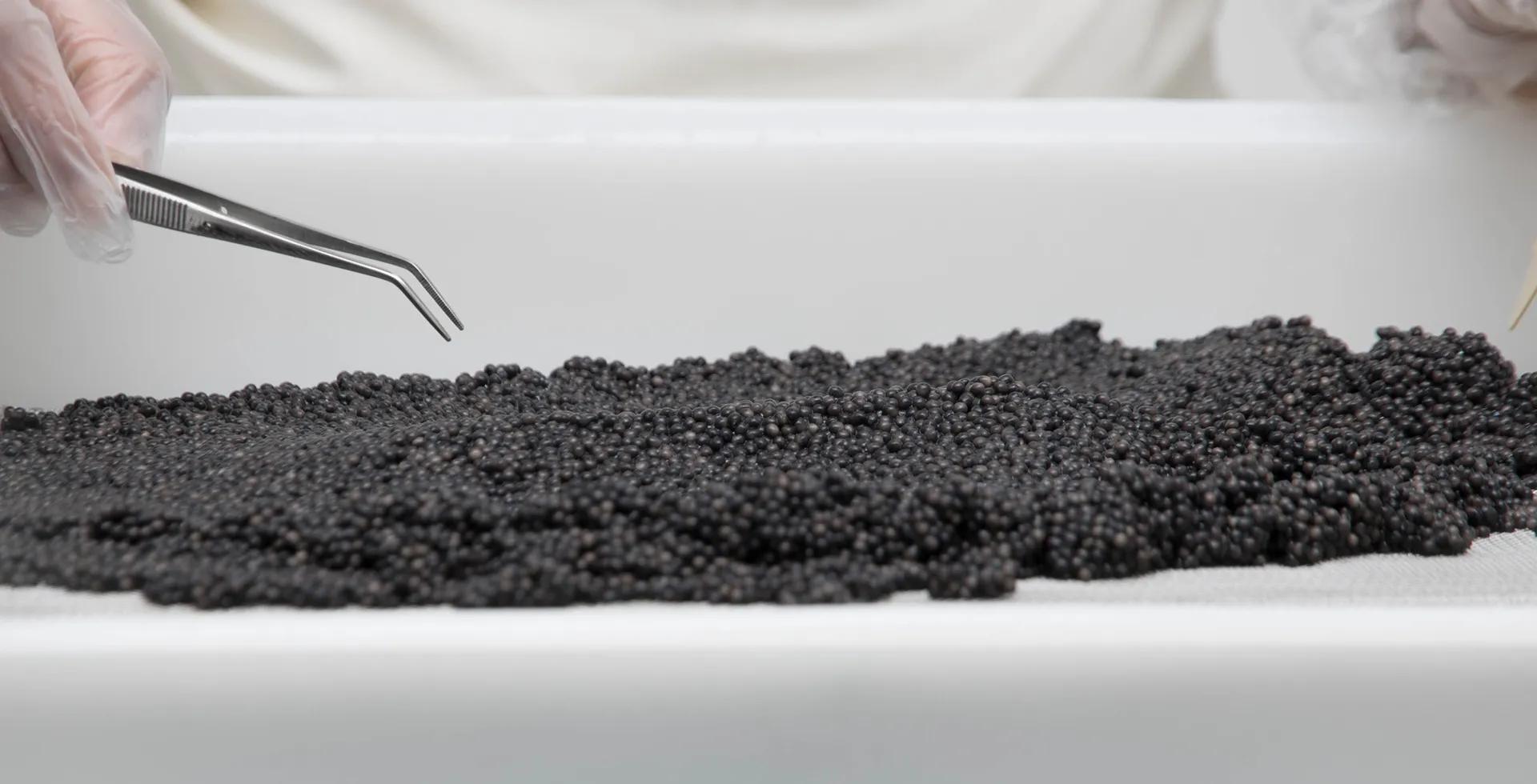 Procédure de triage lors de la production de caviar