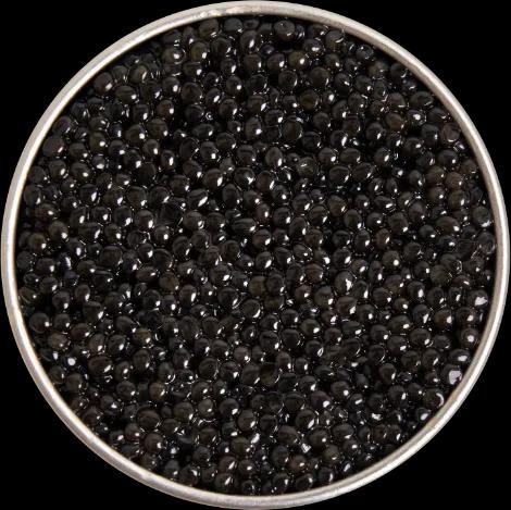 Packshot de boîte de caviar Persicus Royal