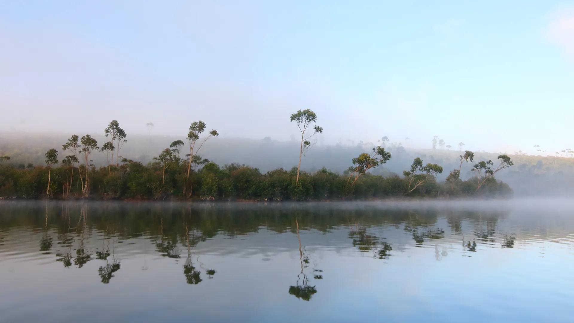 Eucalyptus se reflétant sur l'eau du lac