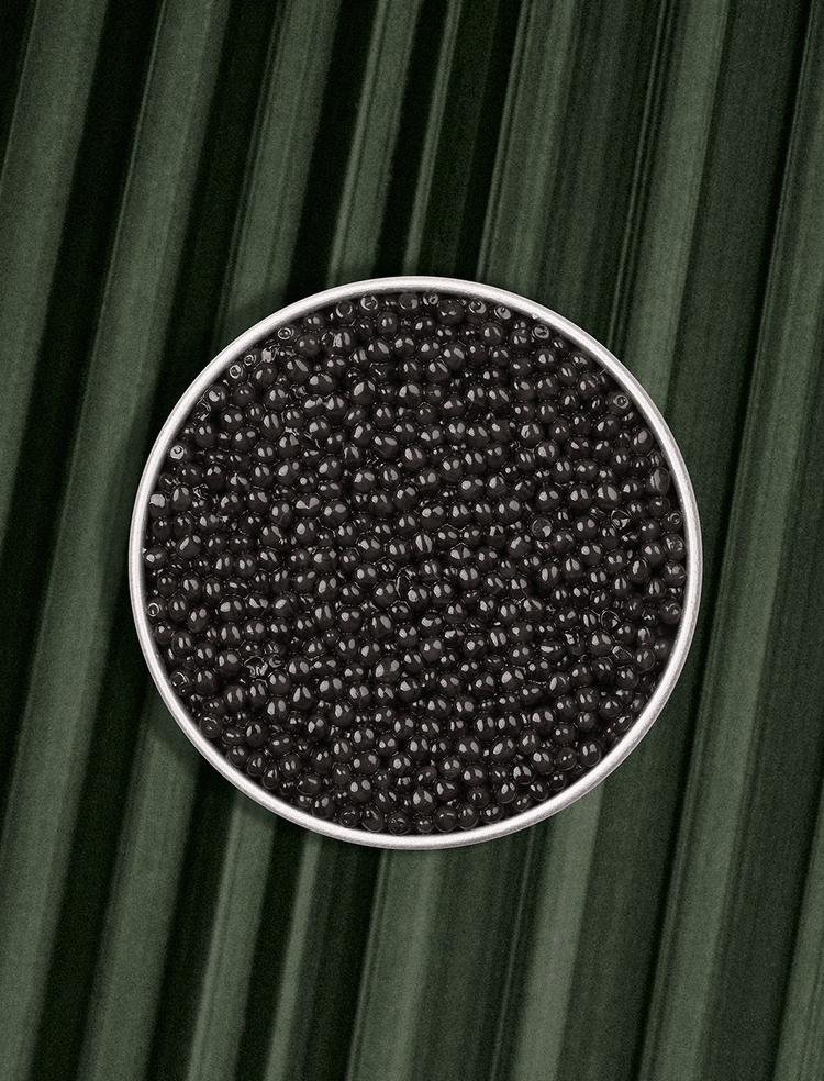 Open box of Persicus Ossetra caviar on natural background