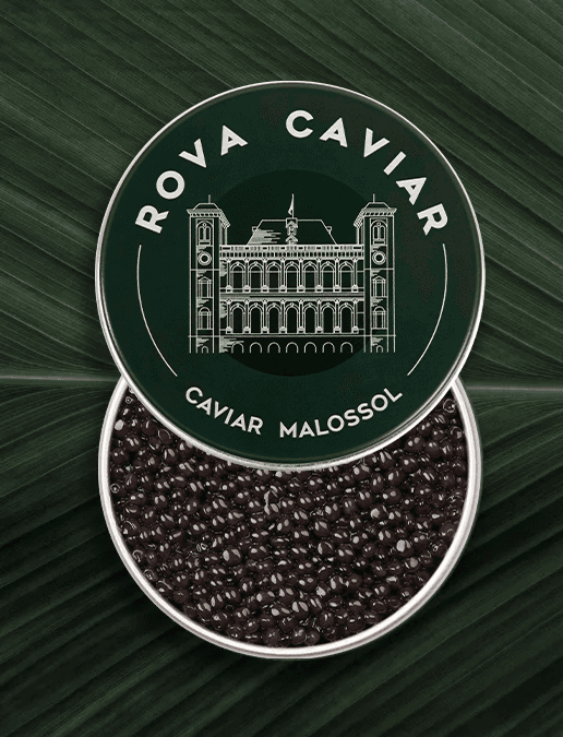 Open Ossetra Royal Caviar Box on natural background