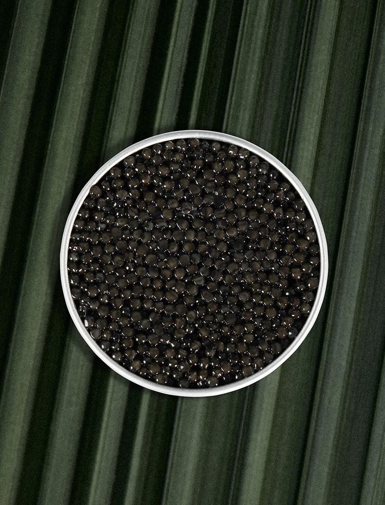 Open box of Persicus Ossetra caviar on natural background