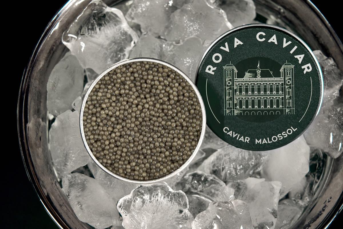 Open light-toned Shipova Caviar Box on a bed of ice