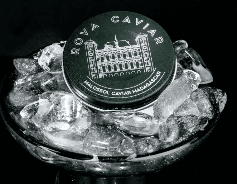 Boîte fermée de caviar Rova sur lit de glace pilée