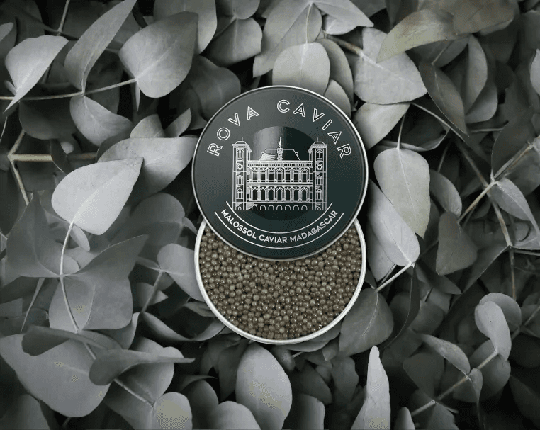 Boîte de caviar Shipova ouverte sur fond naturel d'eucalyptus avec couvercle