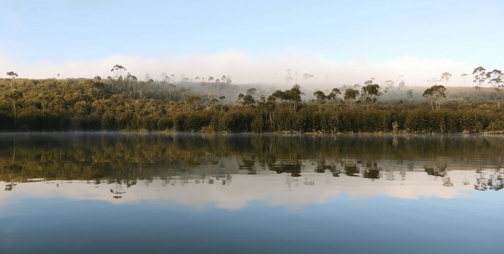 Eucalyptus reflecting on the lake water