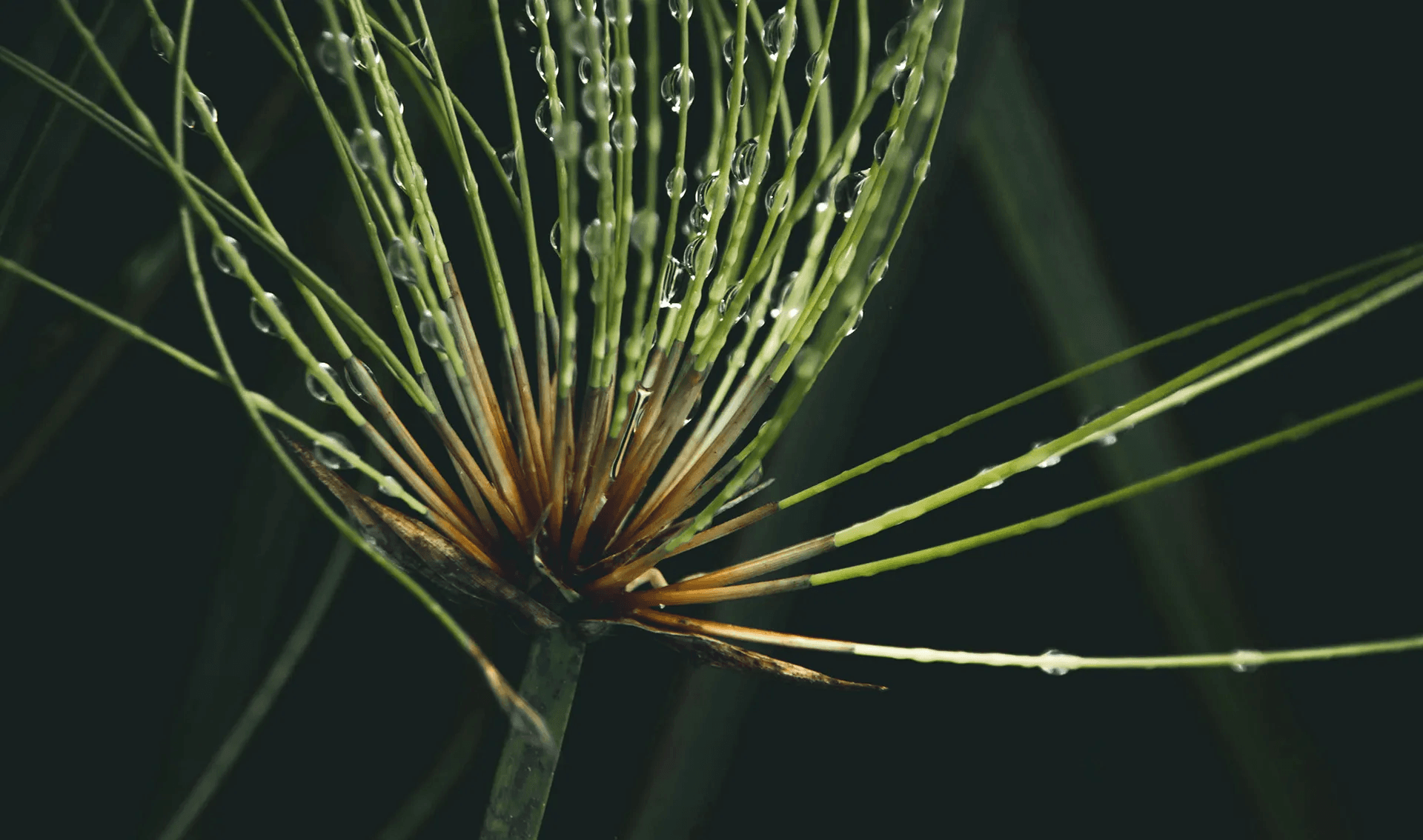 Feuilles à leur état naturel