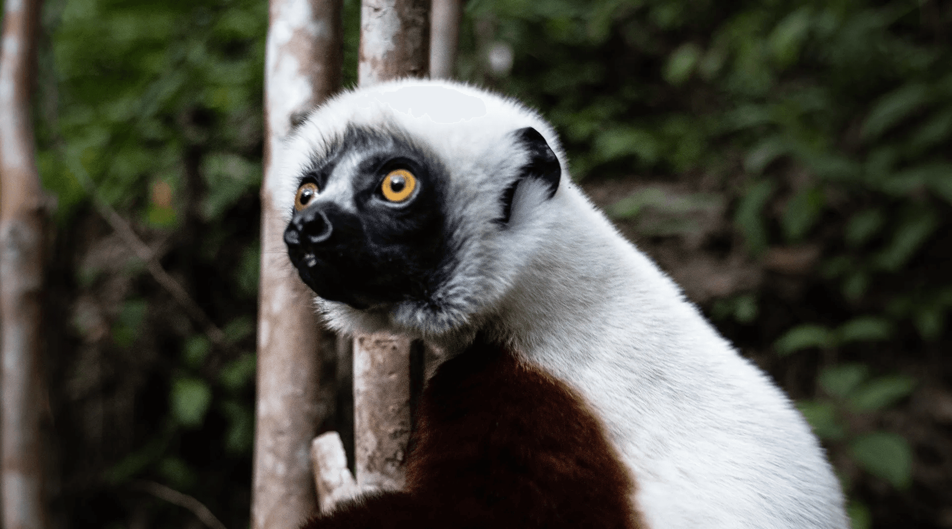 Lémurien aux yeux clairs