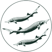 Sturgeon icon