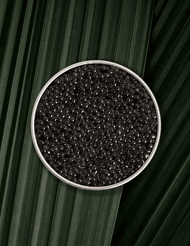 Open box of Persicus Ossetra caviar on natural background