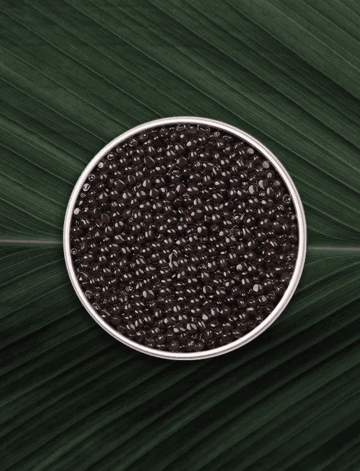 Open box of Royal Ossetra caviar on natural background