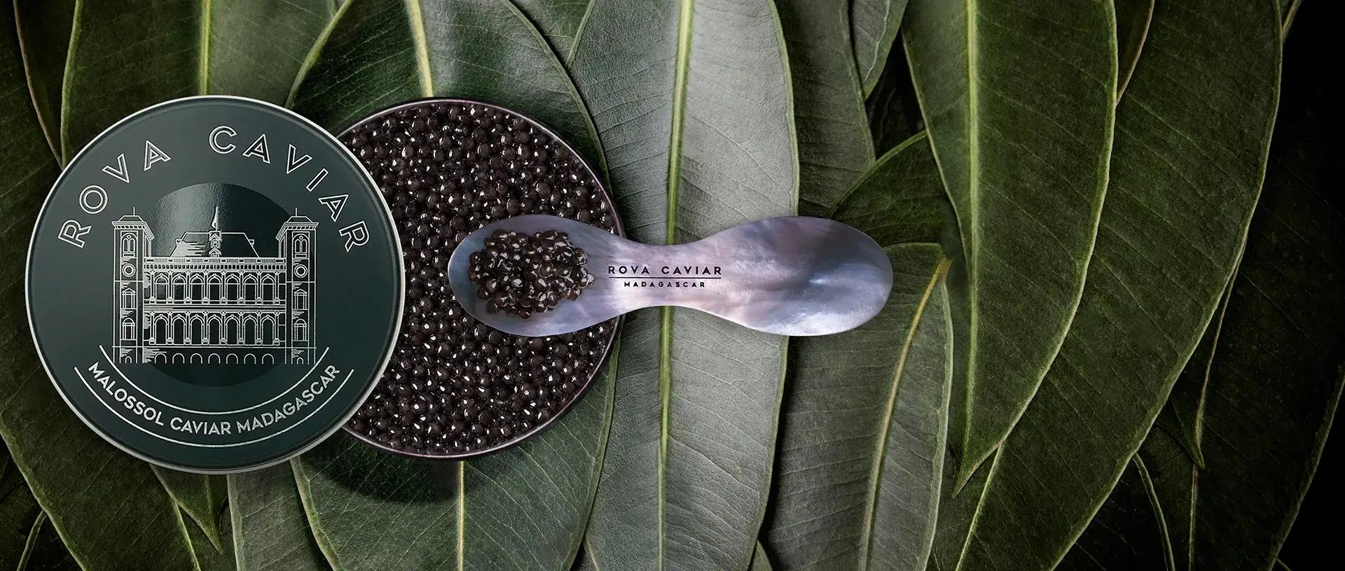 Baeri Imperial - Rova Caviar Madagascar