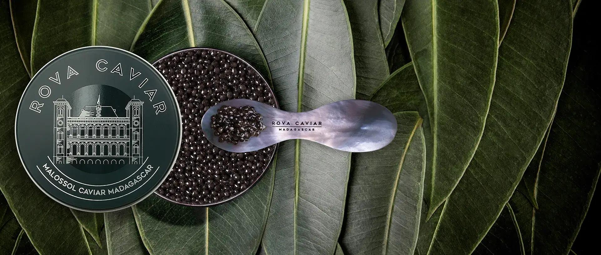 Royal Baeri - Rova Caviar Madagascar