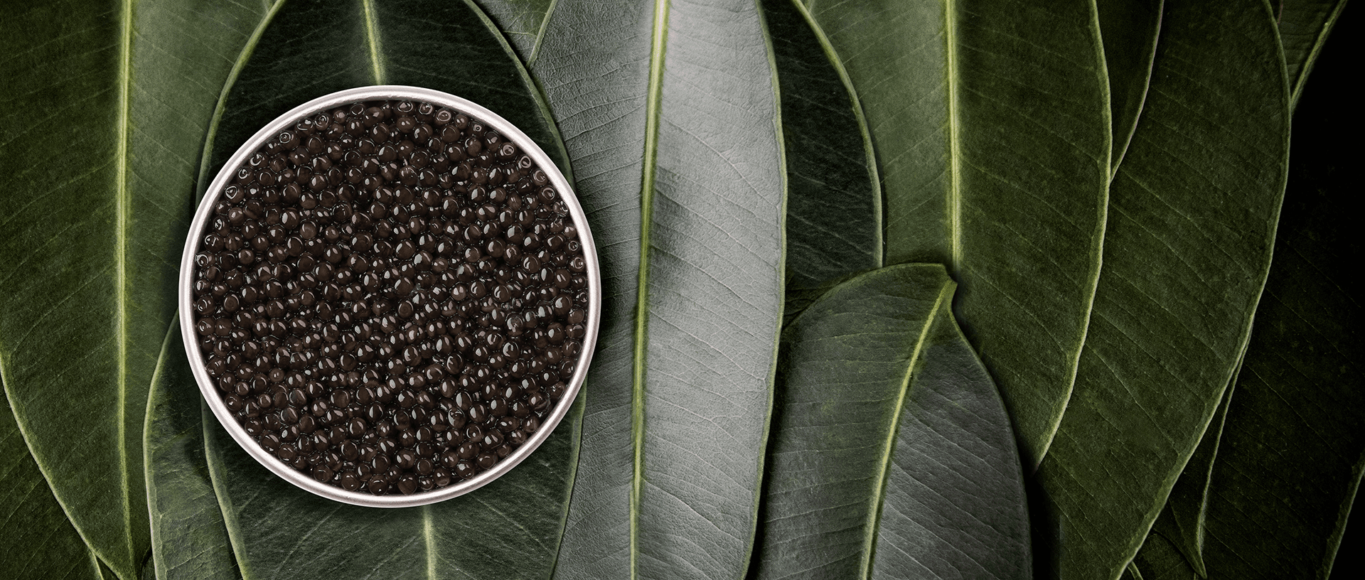 Baeri Royal - Rova Caviar Madagascar