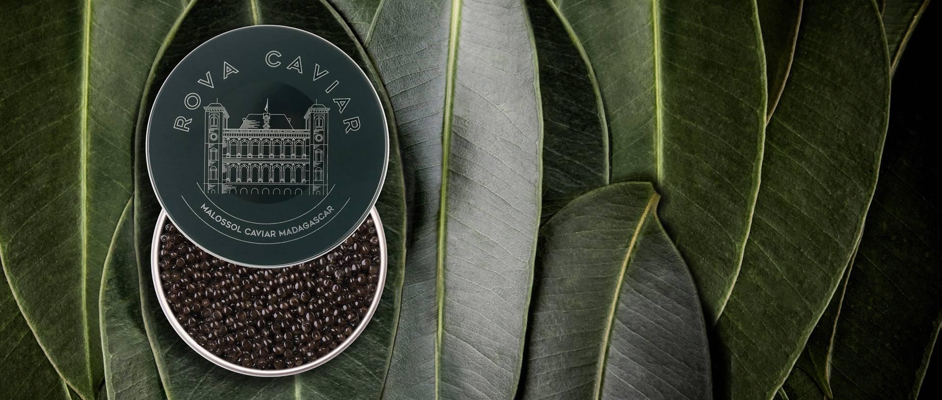 Baeri Royal - Rova Caviar Madagascar