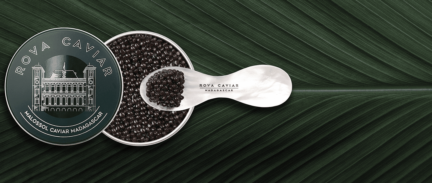 Osciètre Royal - Rova Caviar Madagascar