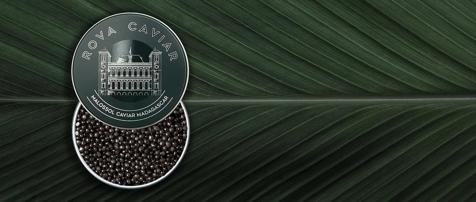 Royal Ossetra - Rova Caviar Madagascar