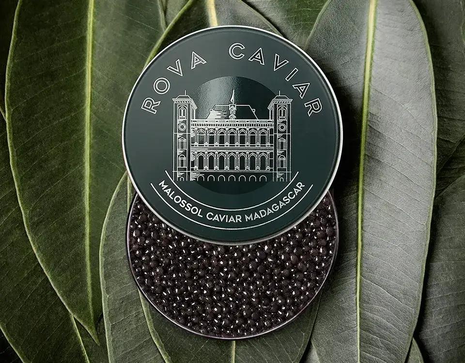 Imperial Baeri - Rova Caviar Madagascar
