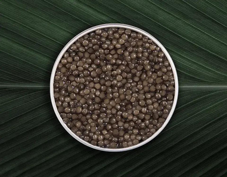 Osciètre Imperial - Rova Caviar Madagascar