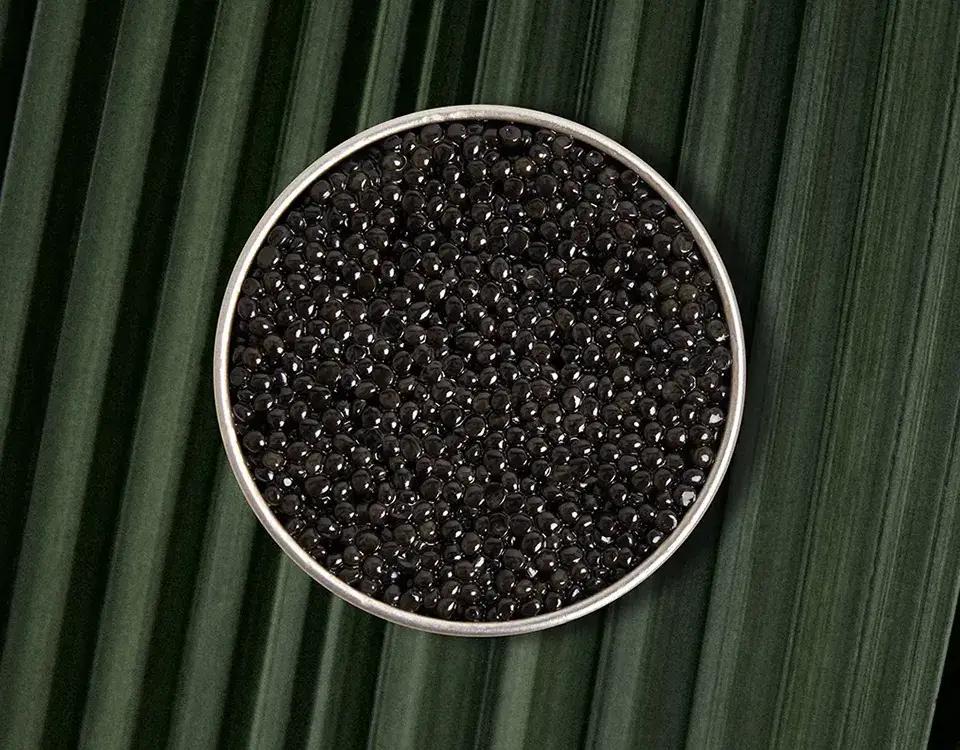 Persicus Royal - Rova Caviar Madagascar