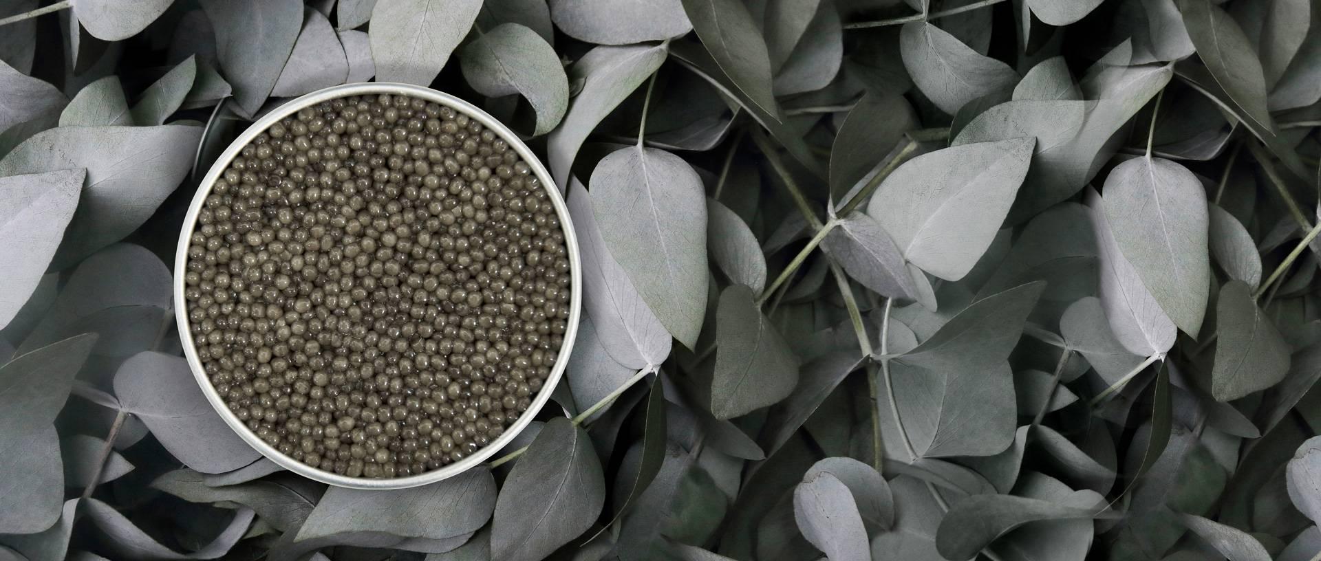 Shipova Royal - Rova Caviar Madagascar