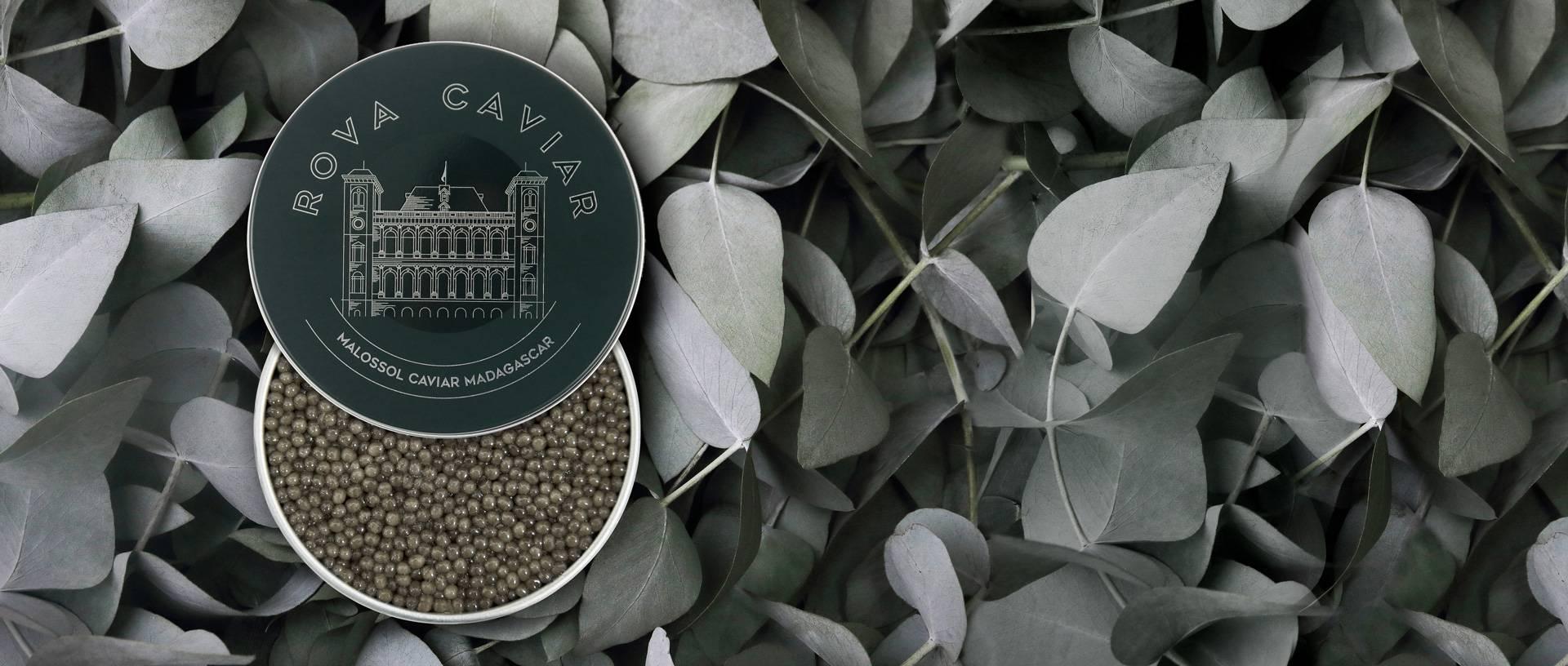 Shipova Royal - Rova Caviar Madagascar