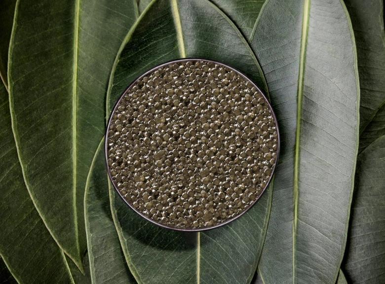Boîte de caviar Baeri Suprême ouverte sur fond naturel de feuillage