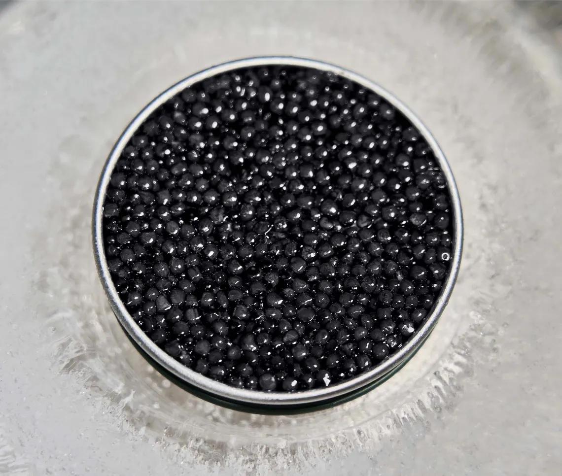 Close-up on Persicus Caviar grains