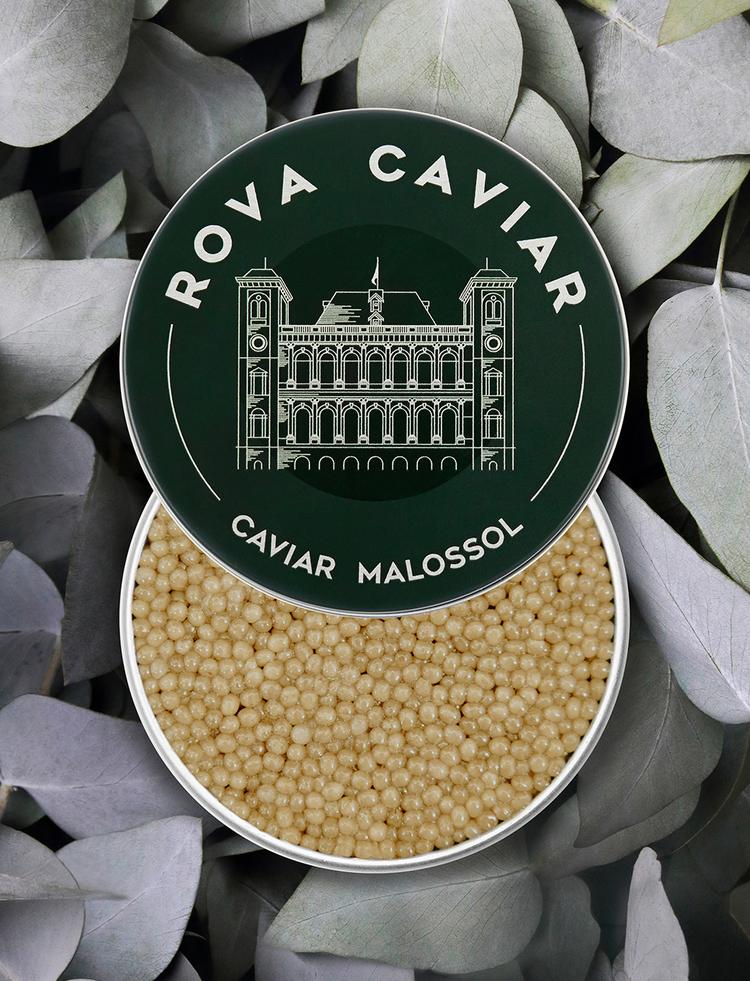 Semi-open box of Shipova Royal caviar on natural background
