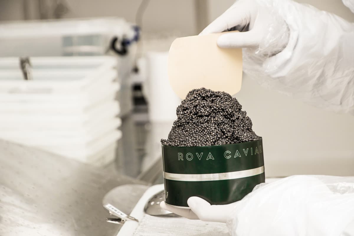 Gloved hands filling a Rova Caviar tin