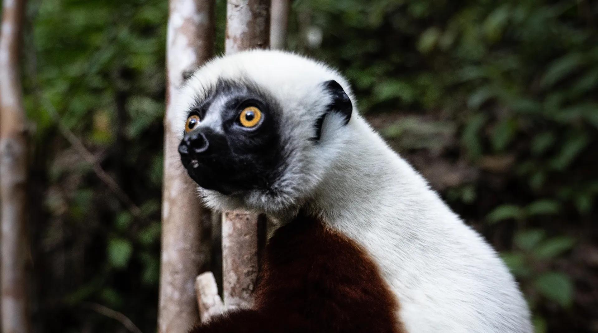 Clear-eyed Lemur