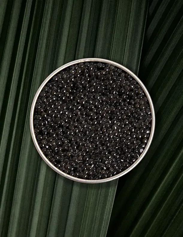 Open box of Persicus Ossetra caviar on natural background
