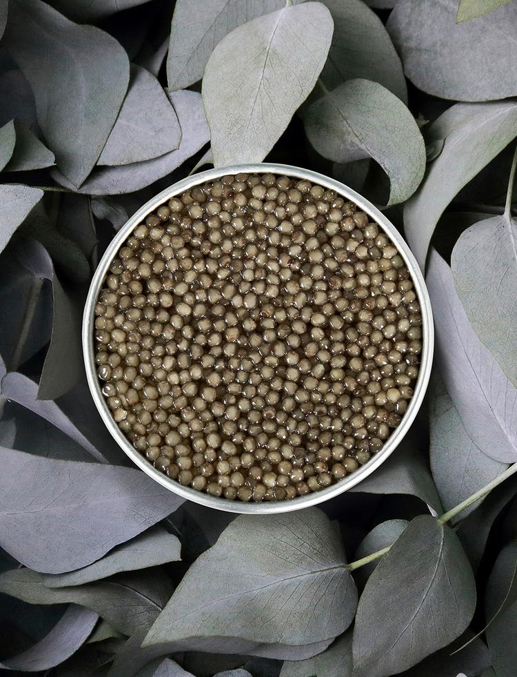 Open box of Shipova Royal caviar on natural background