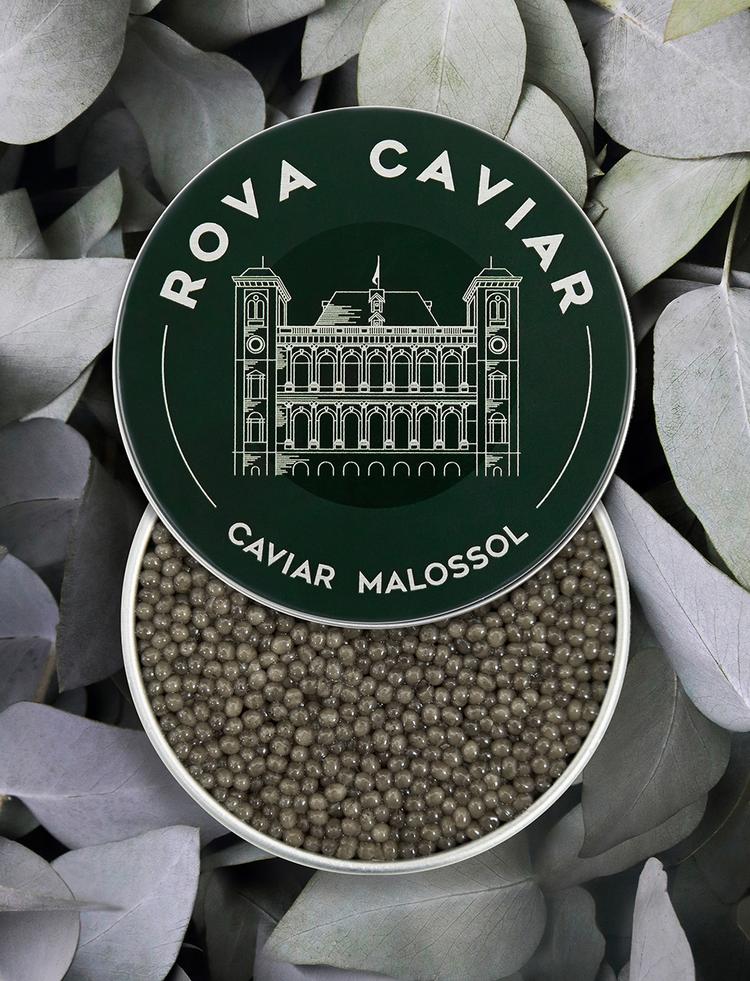 Semi-open box of Shipova Royal caviar on natural background