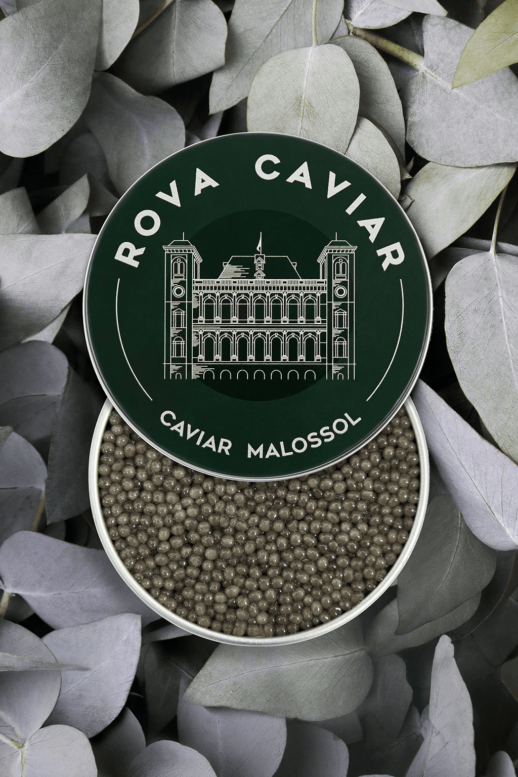 Shipova Royal