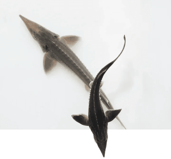 Small Baeri Sturgeons