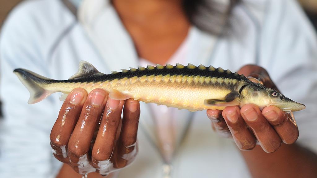 Small Acipenser Nudiventris sturgeon held in hands