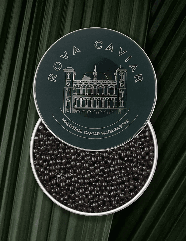 Open Persicus Ossetra Caviar Box on natural background with lid