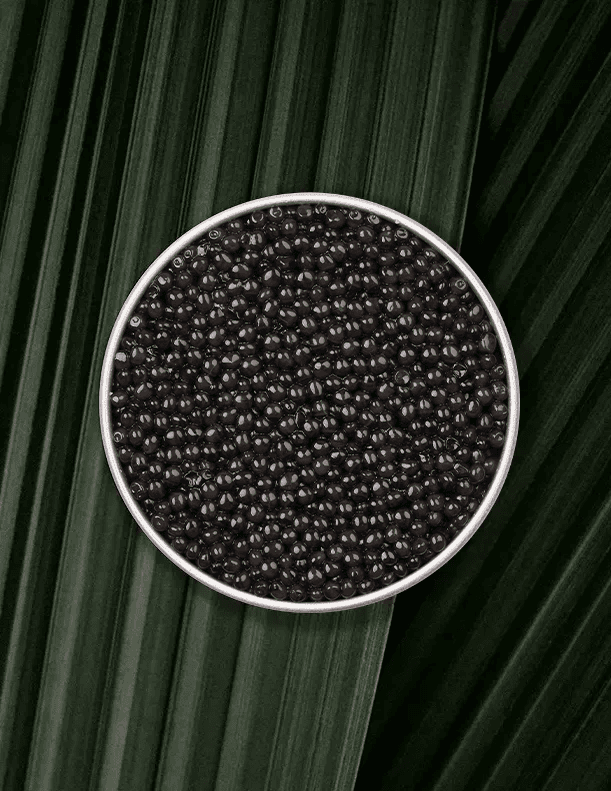 Open box of Persicus Ossetra caviar on natural background