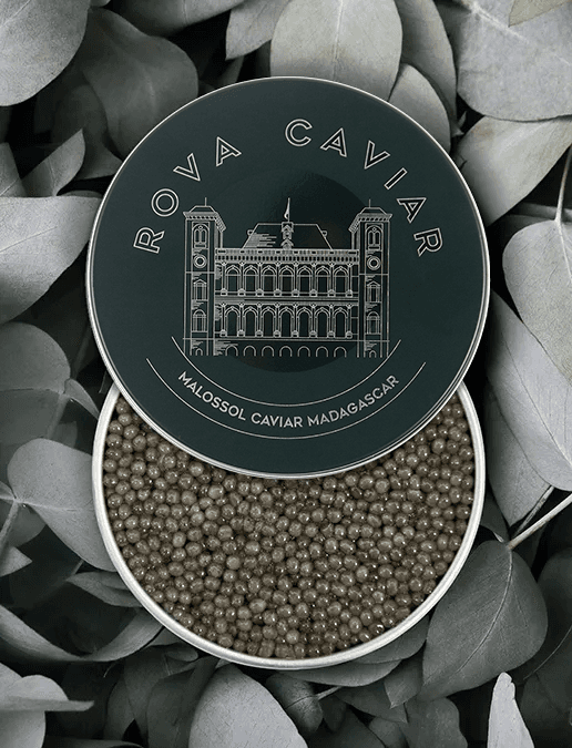Semi-open box of Shipova caviar on natural background