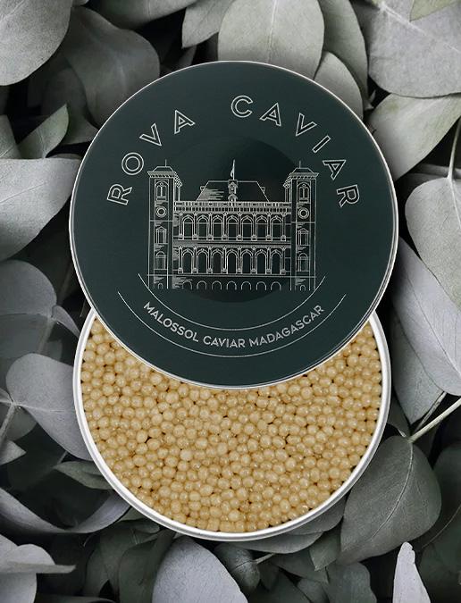 Boîte de caviar Shipova ouverte sur fond naturel d'eucalyptus avec couvercle