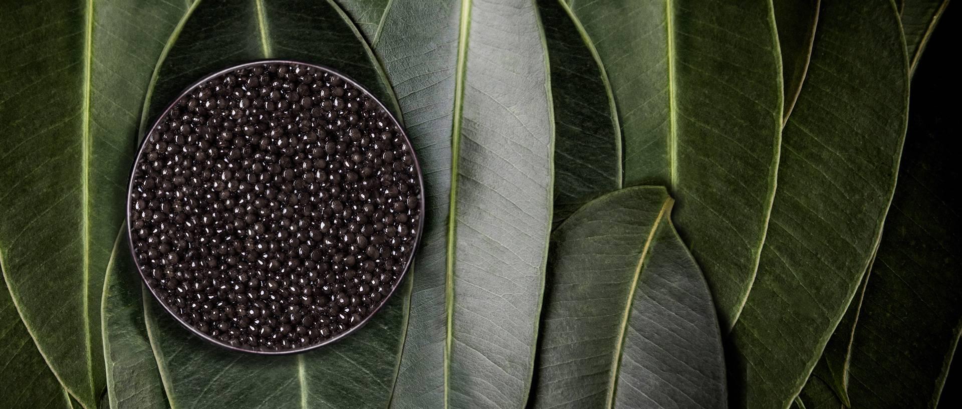 Imperial Baeri - Rova Caviar