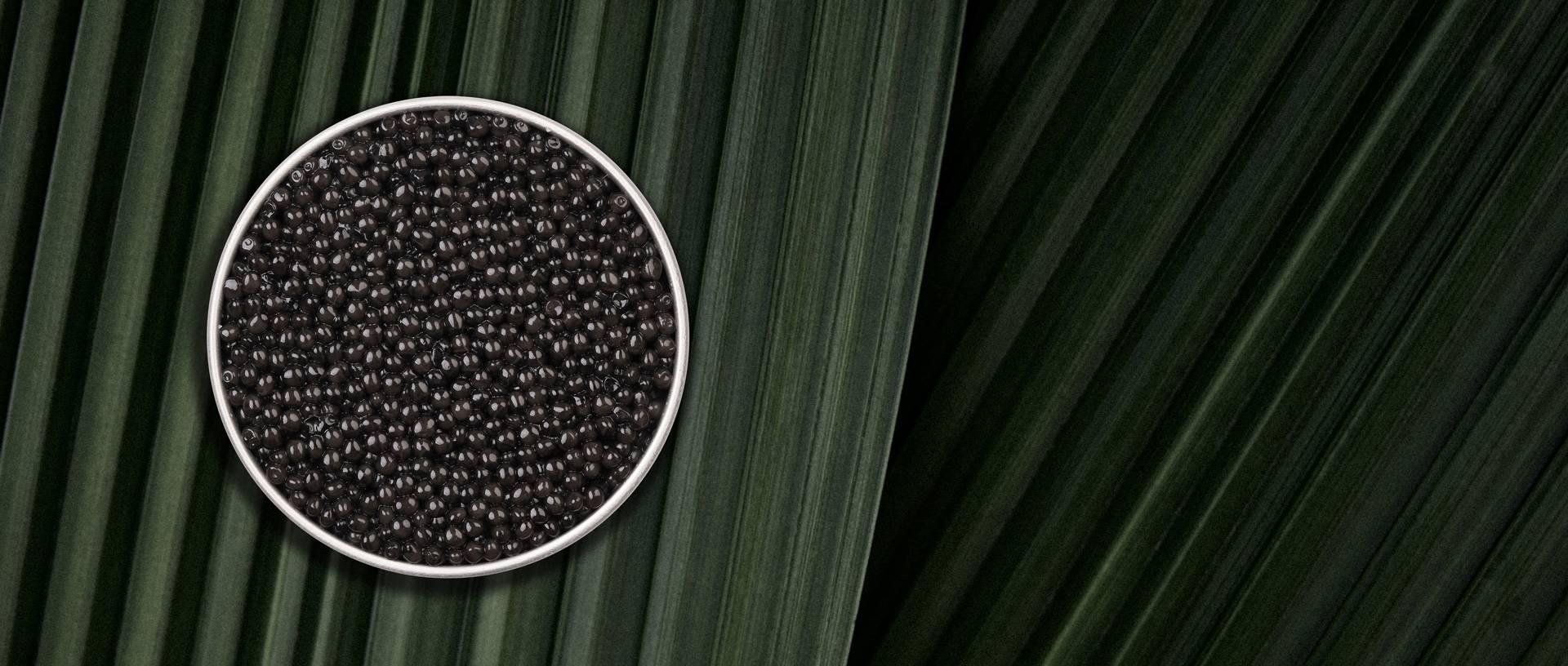 Persicus Royal - Rova Caviar