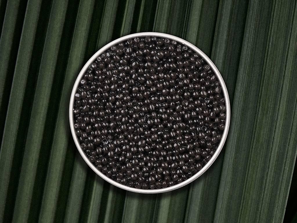 Persicus Royal - Rova Caviar