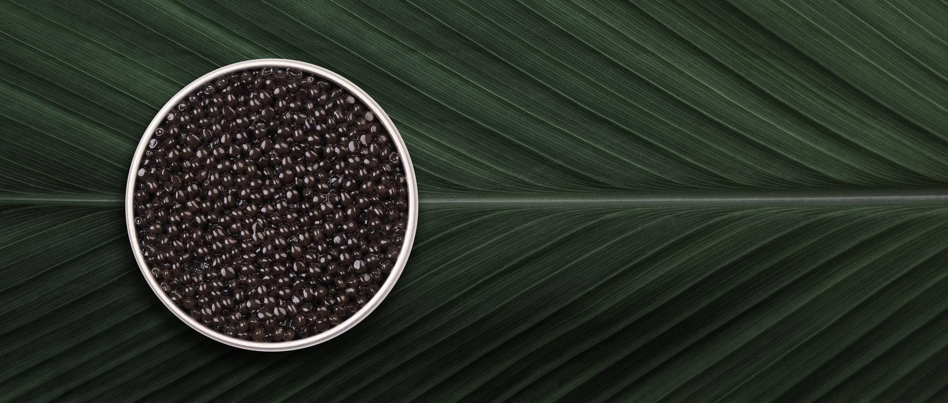Royal Ossetra - Rova Caviar