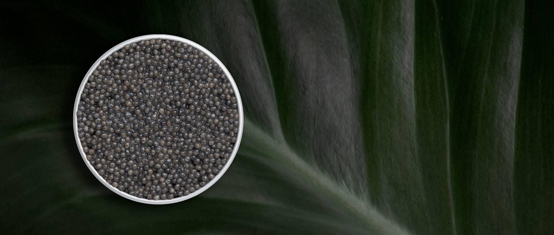 Royal Sevruga - Rova Caviar