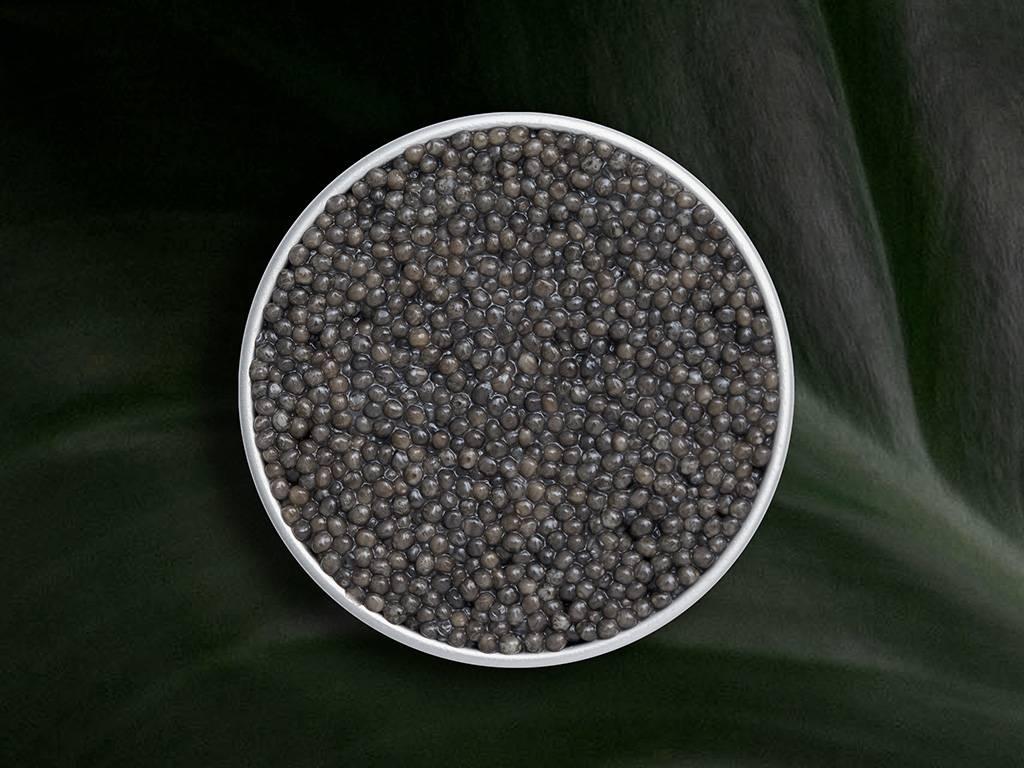 Royal Sevruga - Rova Caviar