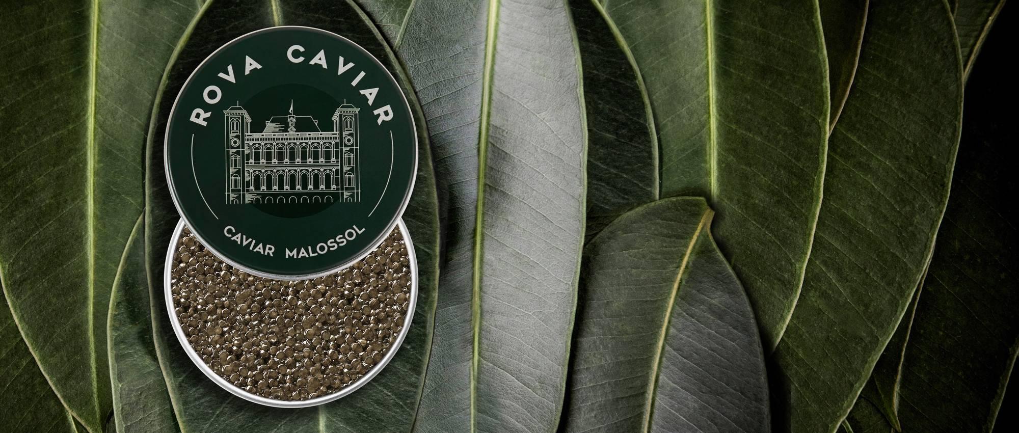 Supreme Baeri - Rova Caviar