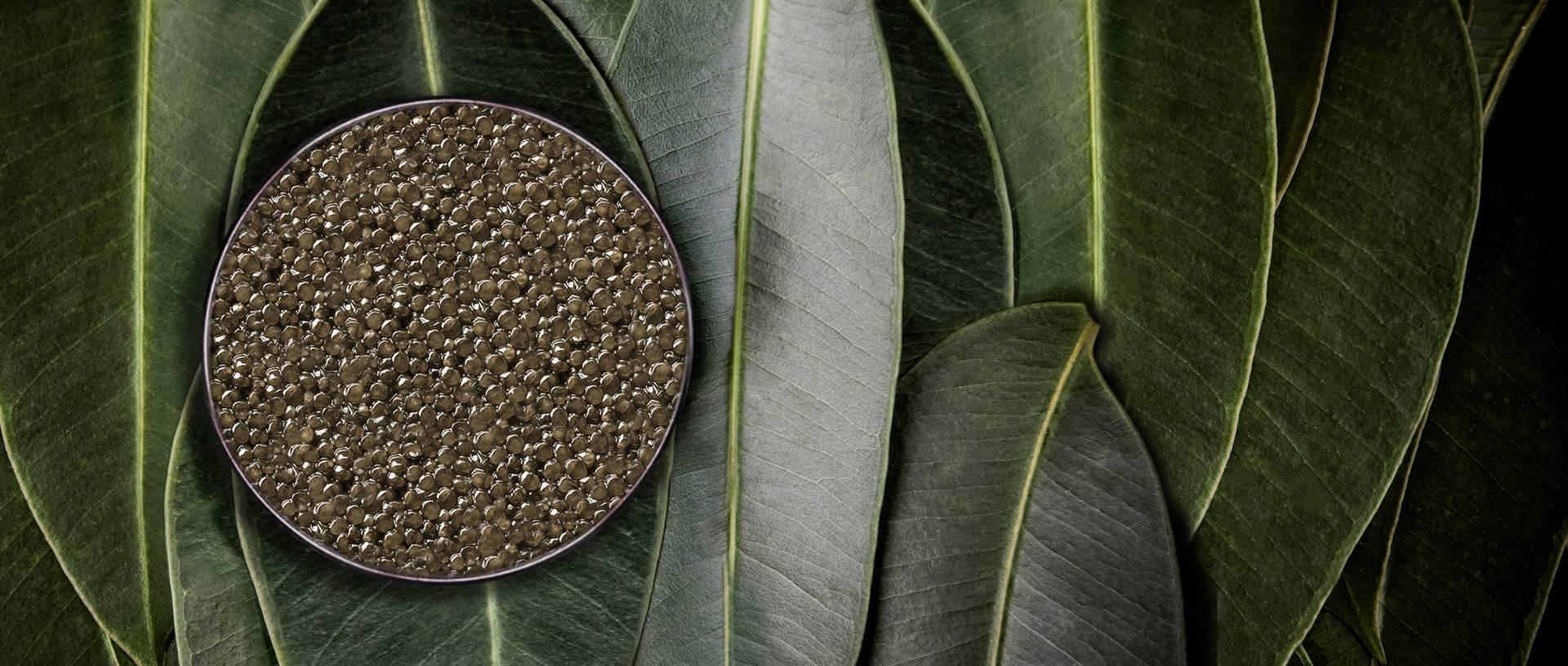 Supreme Baeri - Rova Caviar